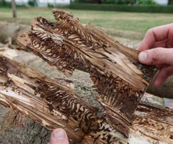 Se esperan mayores exportaciones de este tipo de madera a China