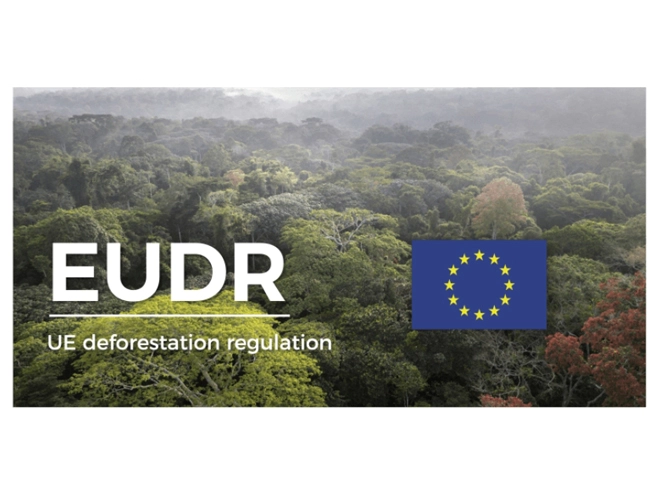 Ley de deforestación de la UE: El Parlamento quiere dar a las empresas un año más para cumplir