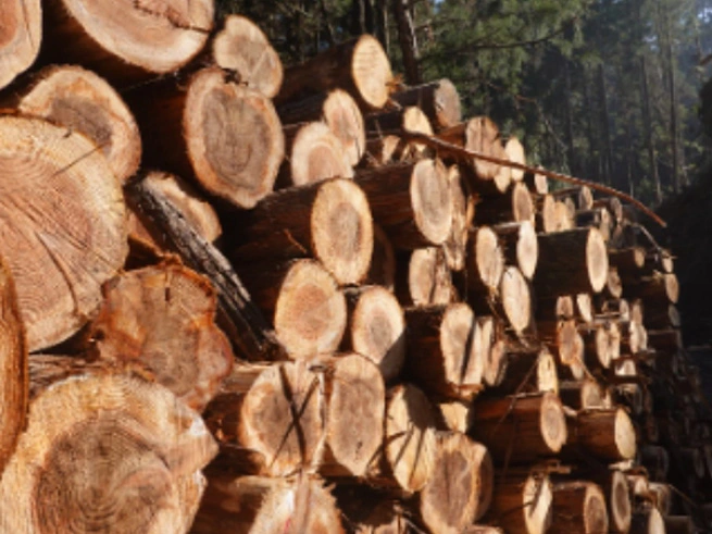 Se espera que el mercado mundial de celulosa se expanda en $38,1 mil millones