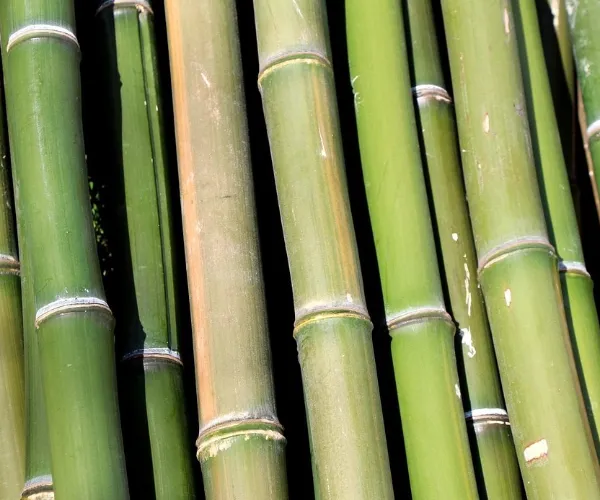 Características de la fibra y ventajas de rendimiento de la pulpa de Bambú