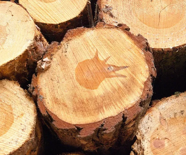 Propiedades de la fibra y rendimiento del papel